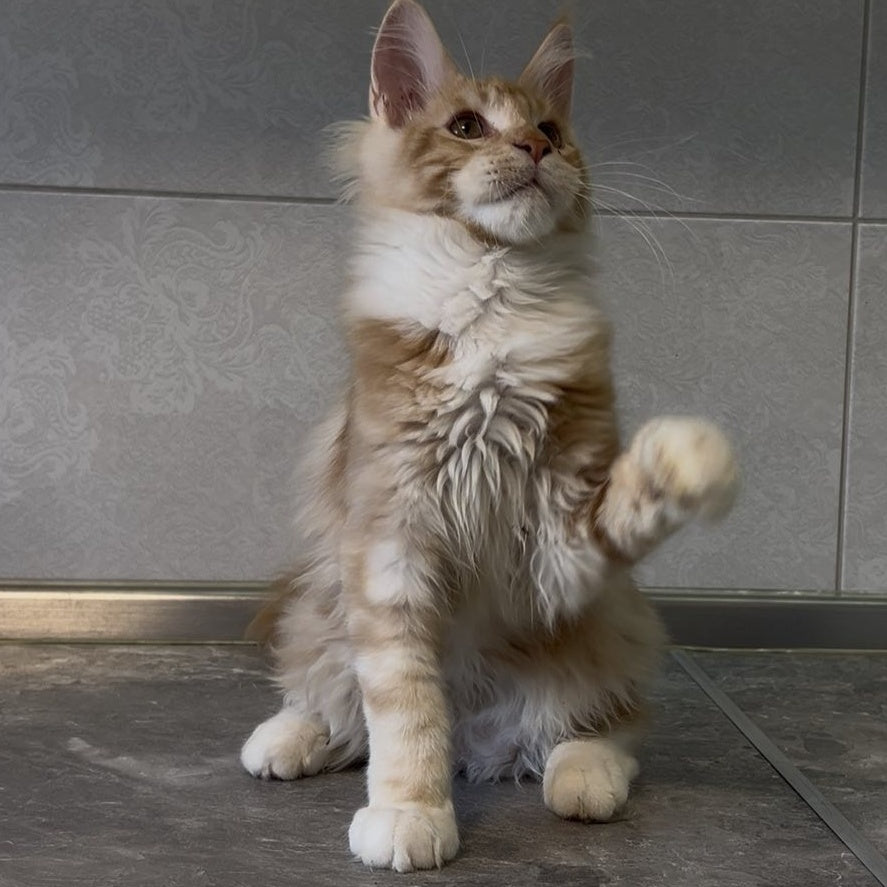 Adam Maine Coon male, red with white