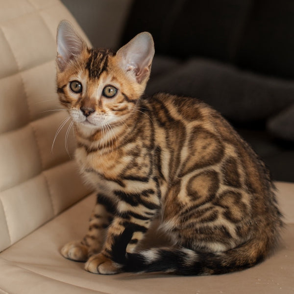 Marvel Bengal male, black spotted tabby