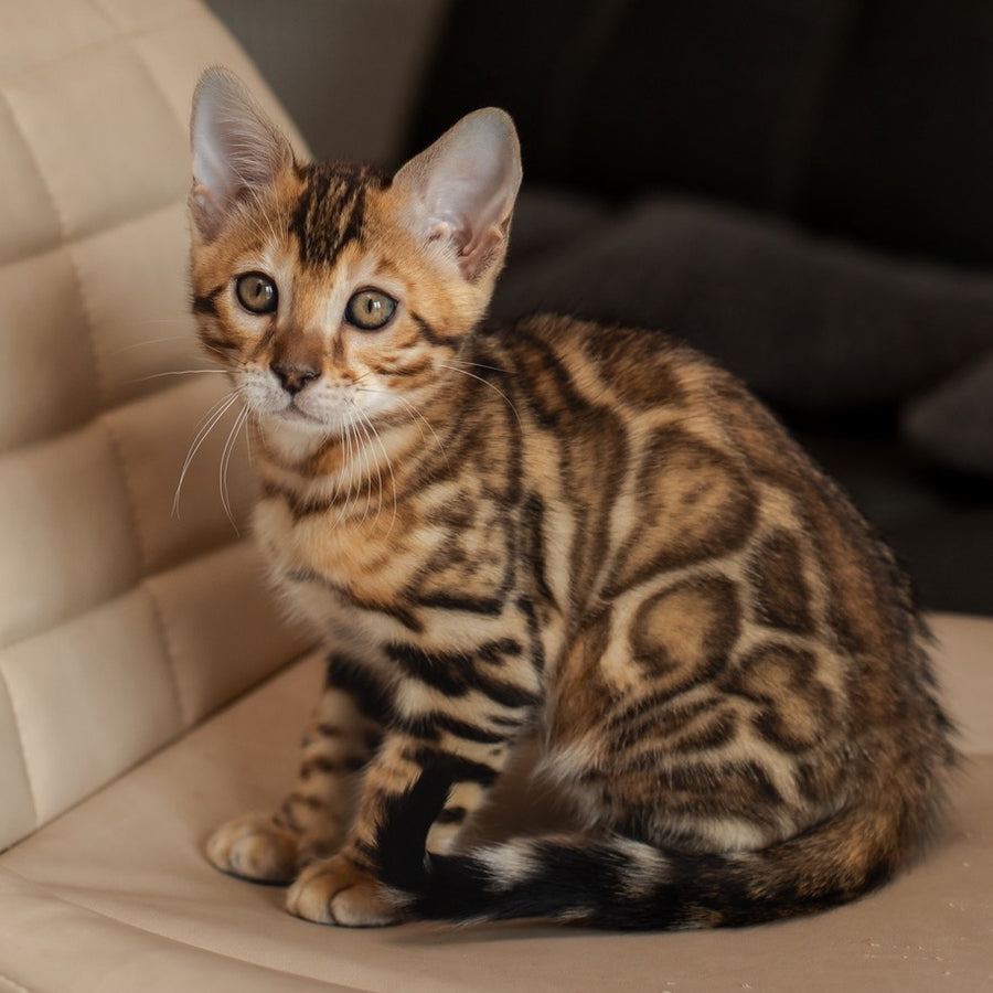 Marvel Bengal male, black spotted tabby