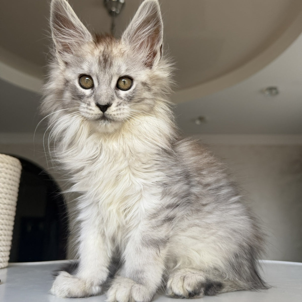 Daruna Maine Coon female, black silver tabby