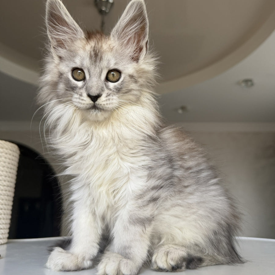 Daruna Maine Coon female, black silver tabby