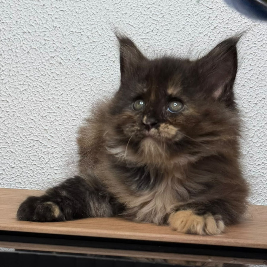 Barcelona Maine Coon female, black tortie