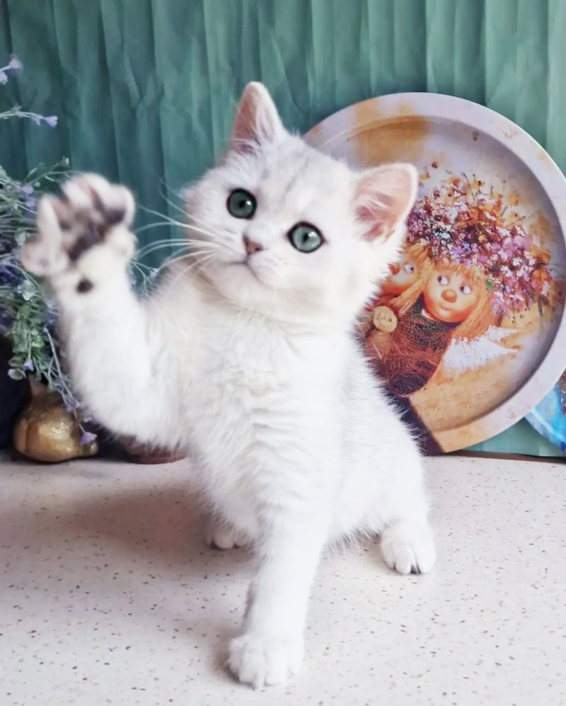 Arisha British Shorthair female, black silver shaded