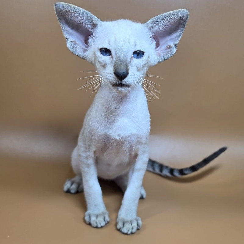 Yarina Siamese female, black spotted tabby