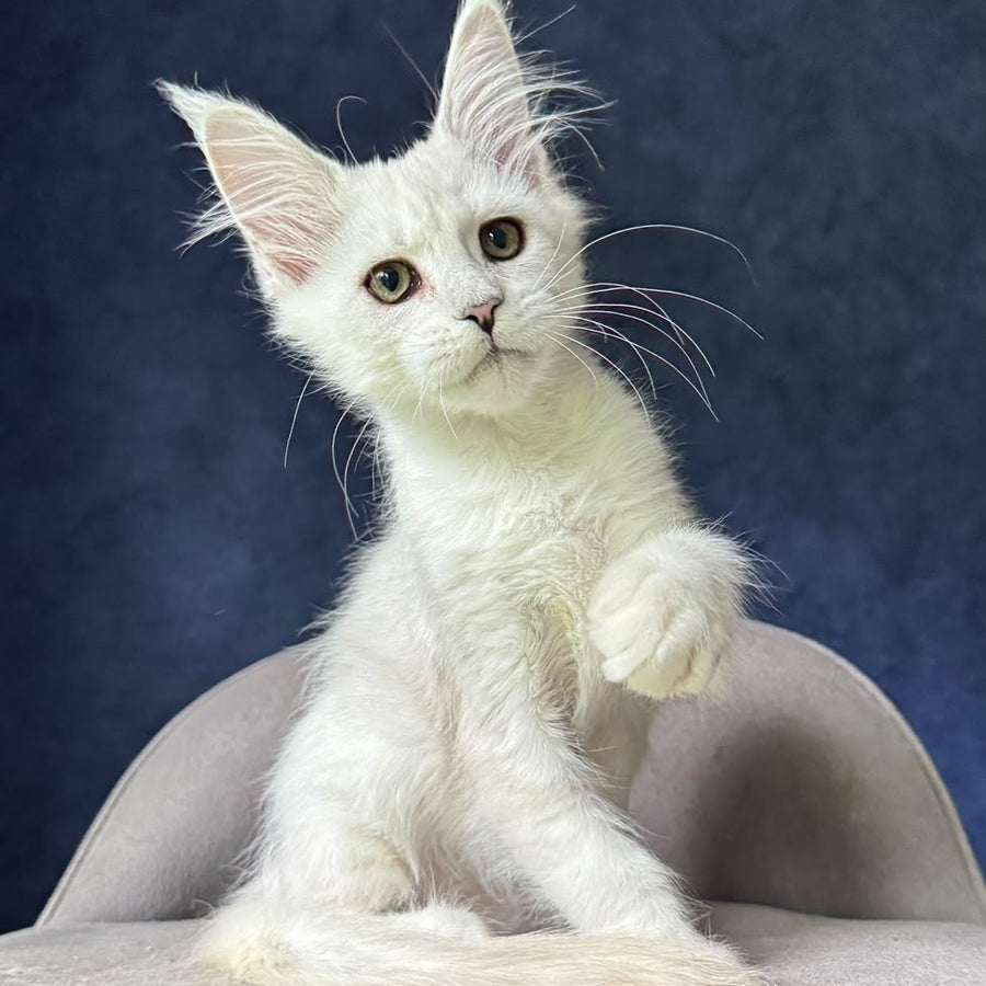 Elea Maine Coon female, black silver shaded