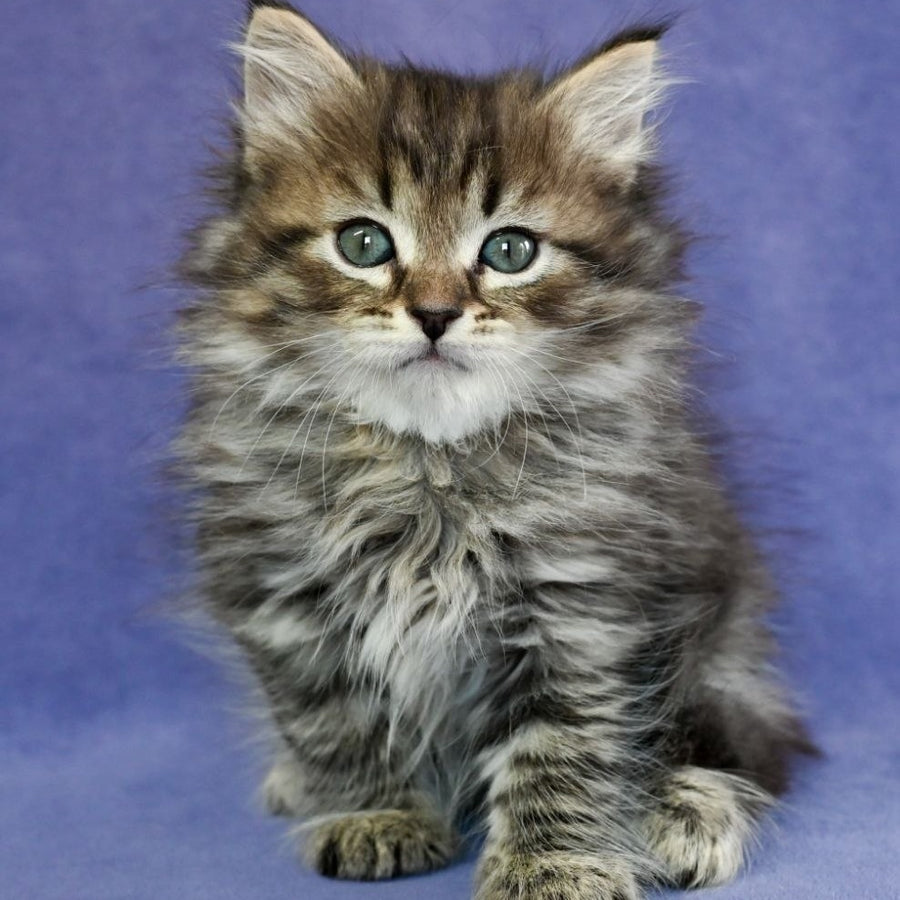 Ilusion Siberian male, black spotted tabby