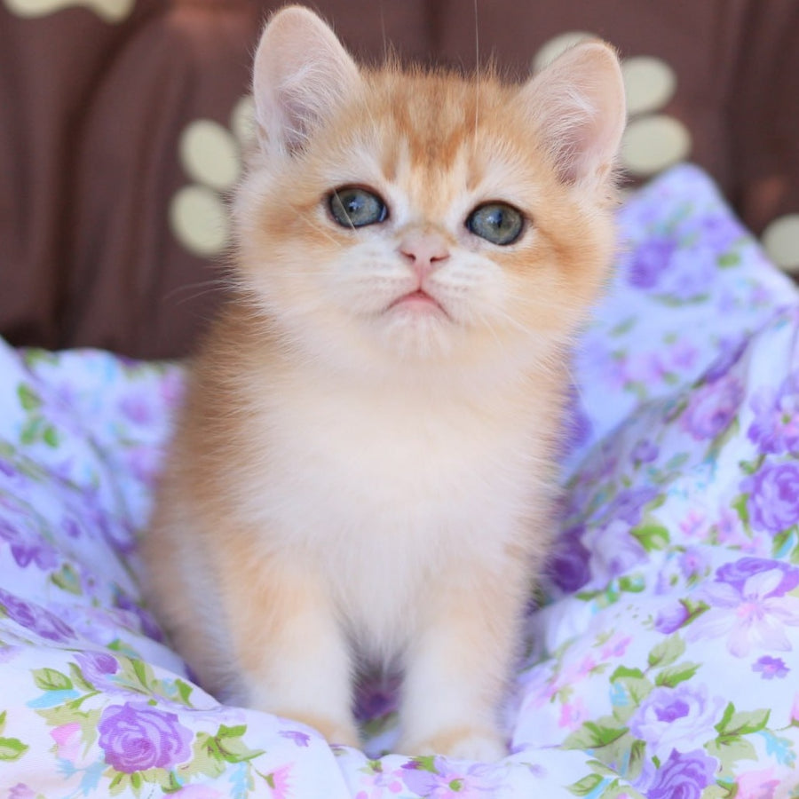 Qumquat British Shorthair male, black golden chinchilla