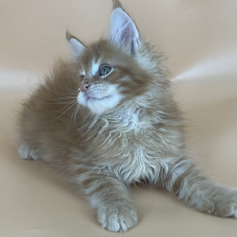 Brian Maine Coon male, red tabby