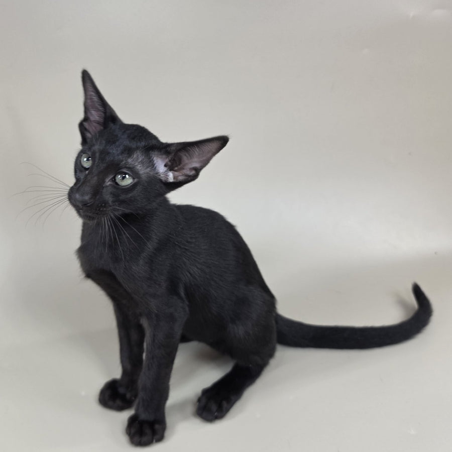 Xolotl Oriental Shorthair male, black