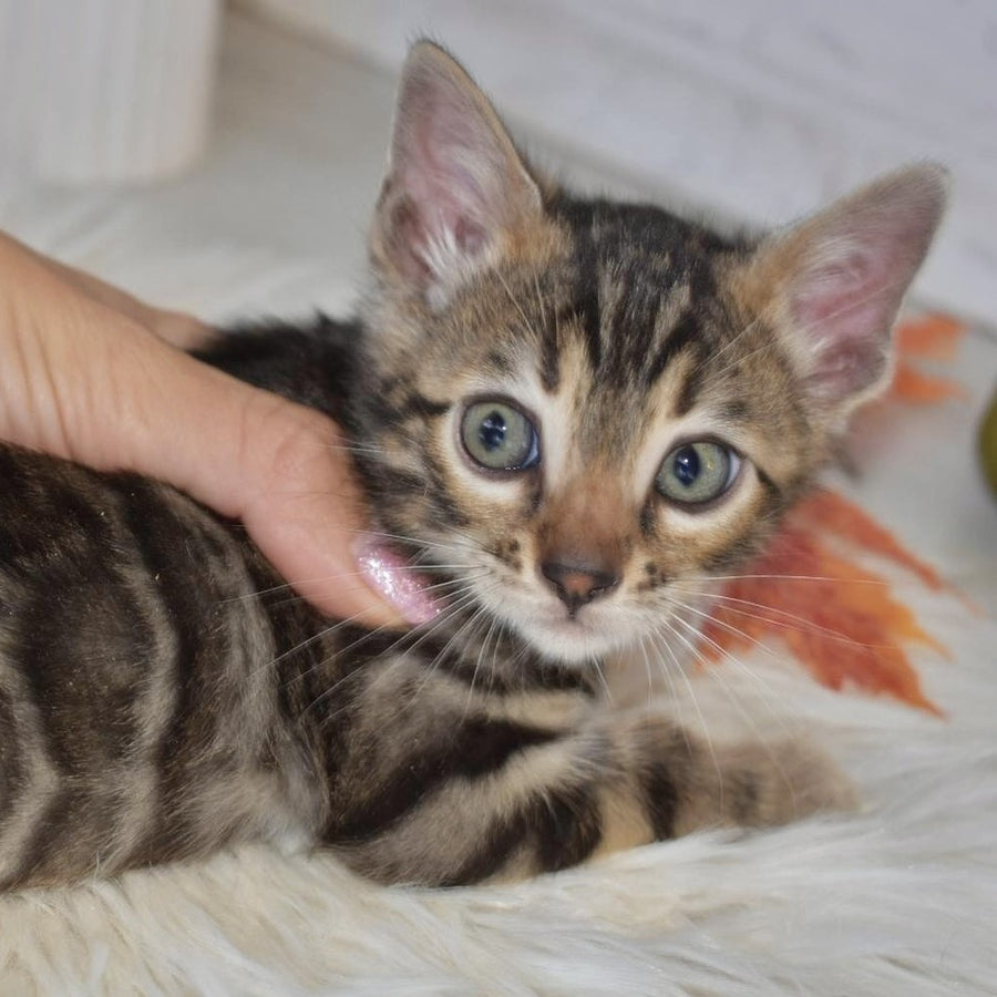 Brauni Bengal male, black spotted tabby