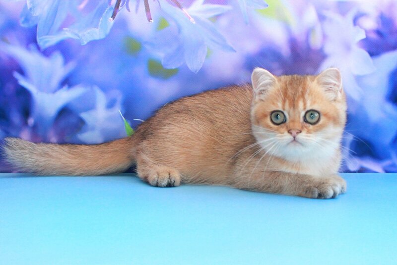 Amina British Shorthair female, black golden shaded