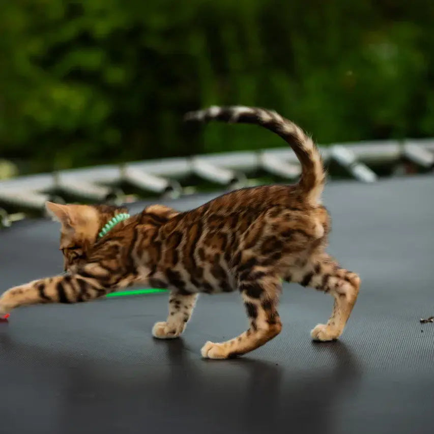 Dilan Bengal male, black spotted tabby