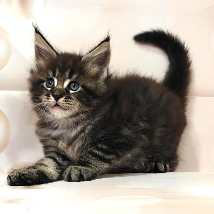 Mustang Maine Coon male, black tabby