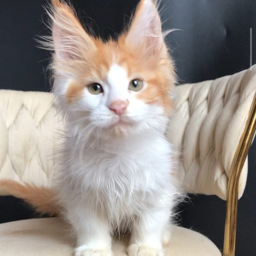 Zevs Maine Coon male, red tabby bicolour
