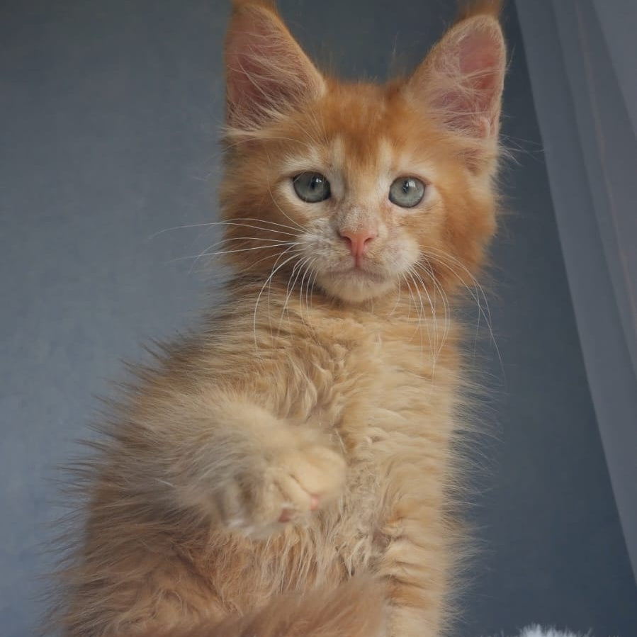 Princ Maine Coon male, red