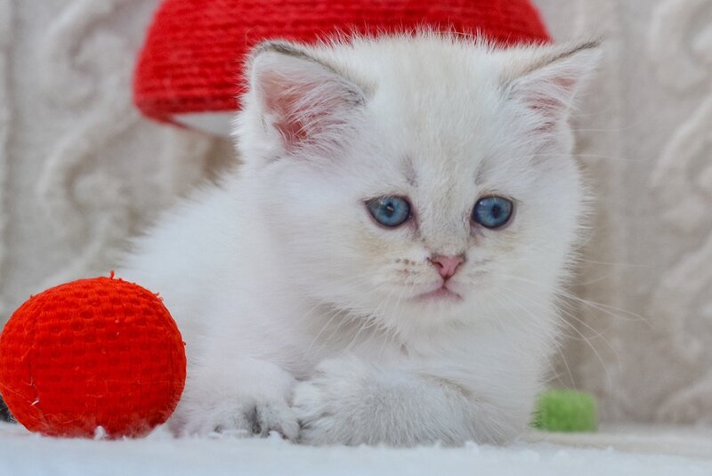 Hailey British Shorthair female, black golden shaded pointed