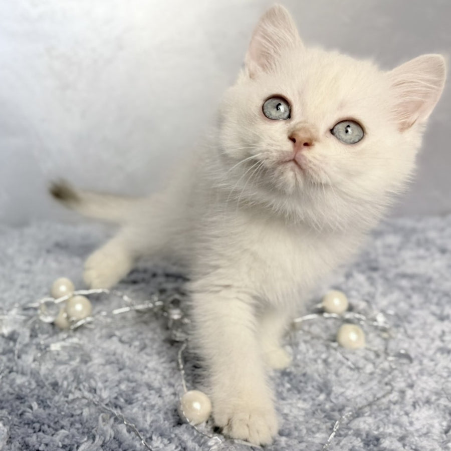 Jordan Scottish Straight female, blue golden shaded pointed