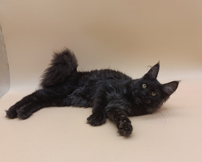 Isabelle Maine Coon female black silver - live animals