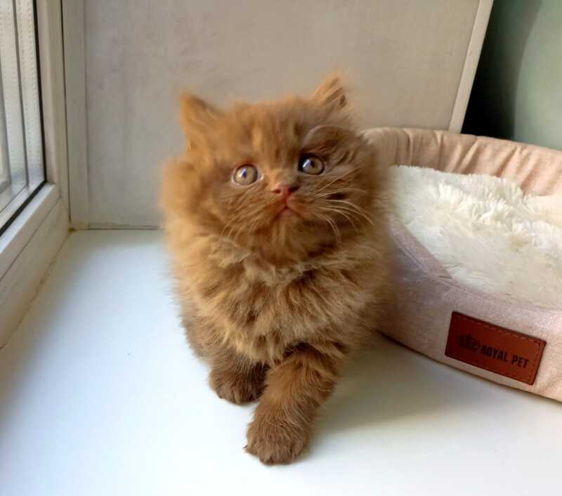 Caroline British Longhair female, cinnamon