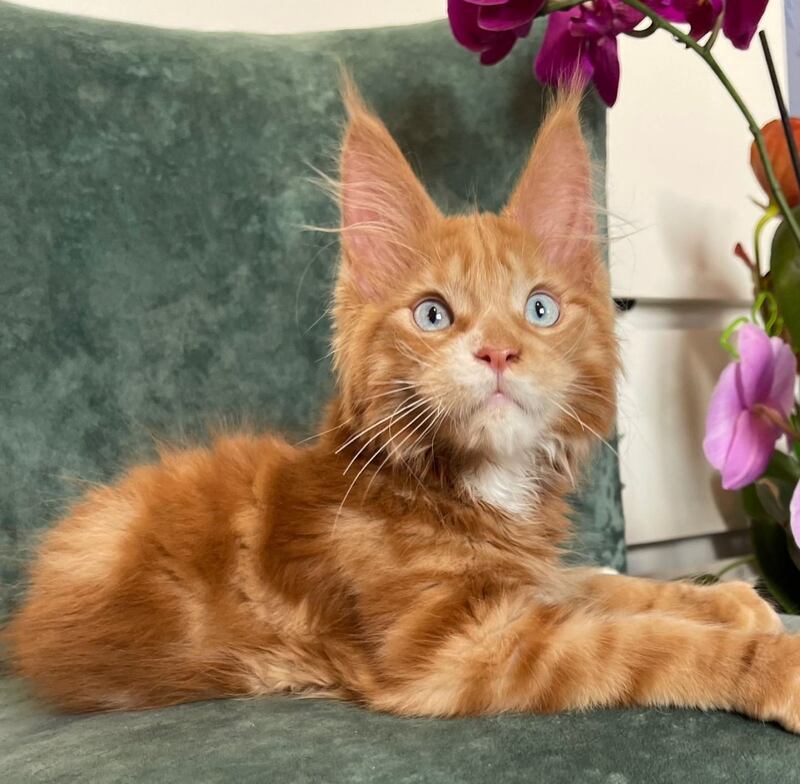 Archer Maine Coon male, red tabby