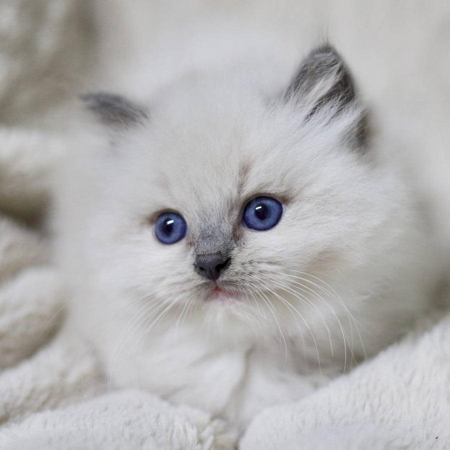 Royce Ragdoll male, blue mitted
