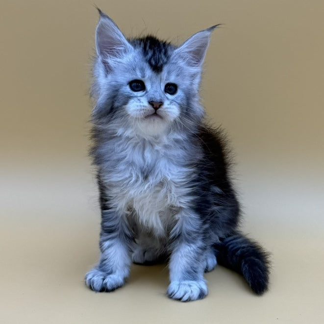Hofi Maine Coon male, black silver ticked tabby