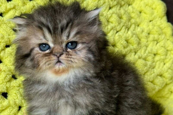 Tonya Persian female black tortie silver tabby - live animals