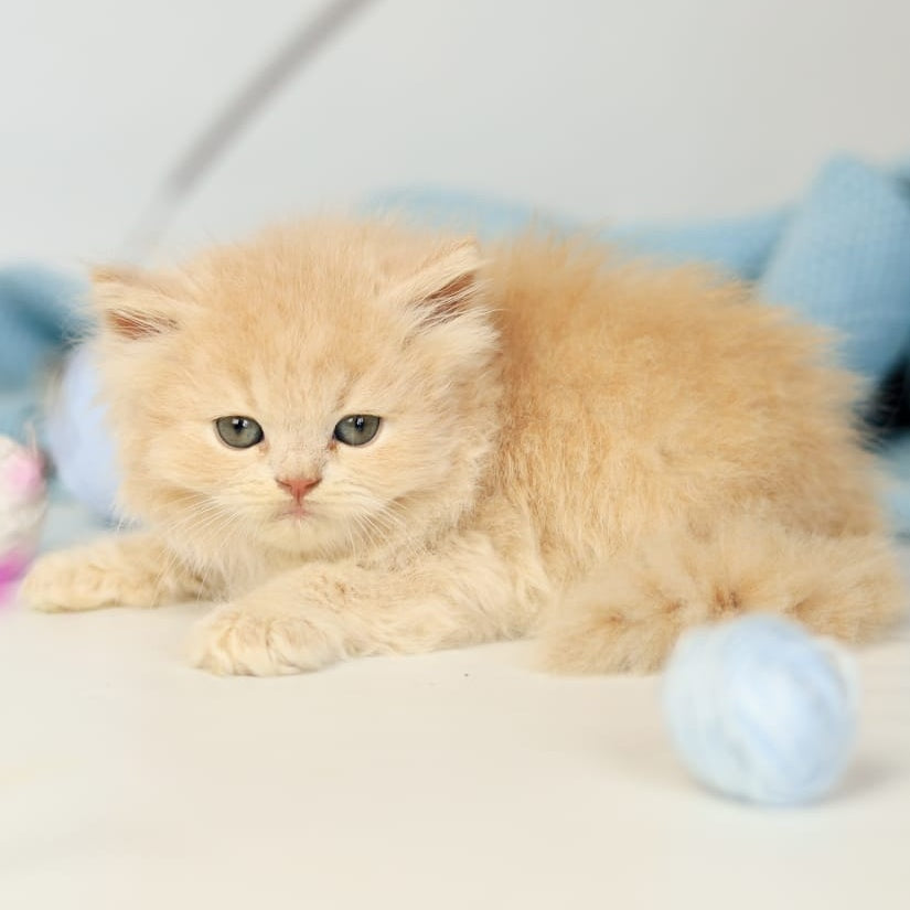 Perry British Longhair male, lilac