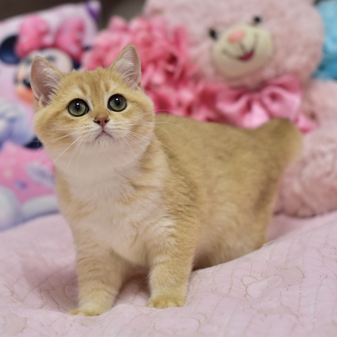 Irwin British Shorthair male, black golden shaded