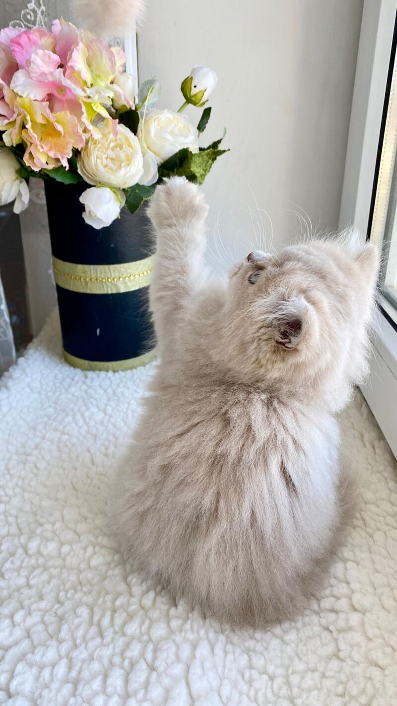 Jenny British Longhair female, lilac golden shaded