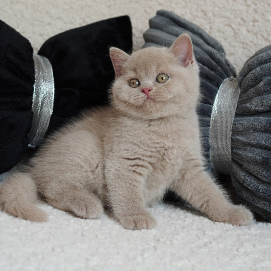 Ulysses British Shorthair male, fawn