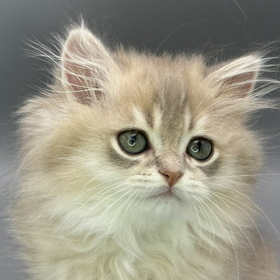 Jardin Scottish Straight female, blue golden shaded