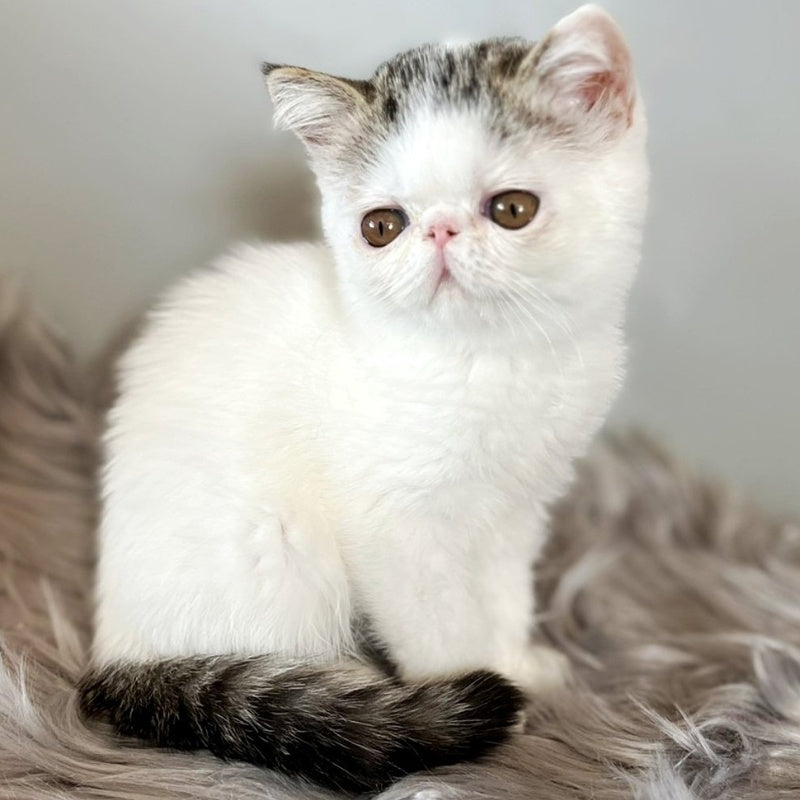 Amour Exotic female, black spotted tabby van