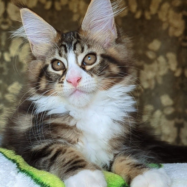 Haridvari Maine Coon female, black tabby with white