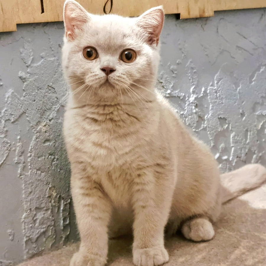 Yagodka British Shorthair female, fawn