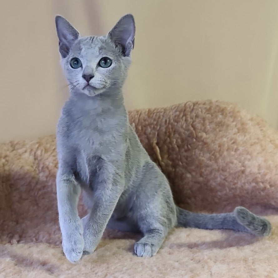 Les Russian Blue male, blue