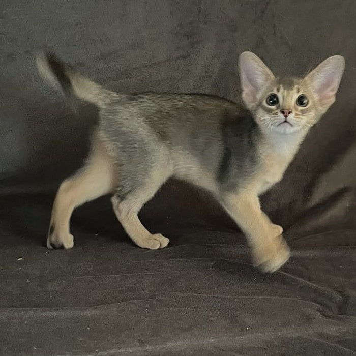 Fibi Abyssinian female, blue