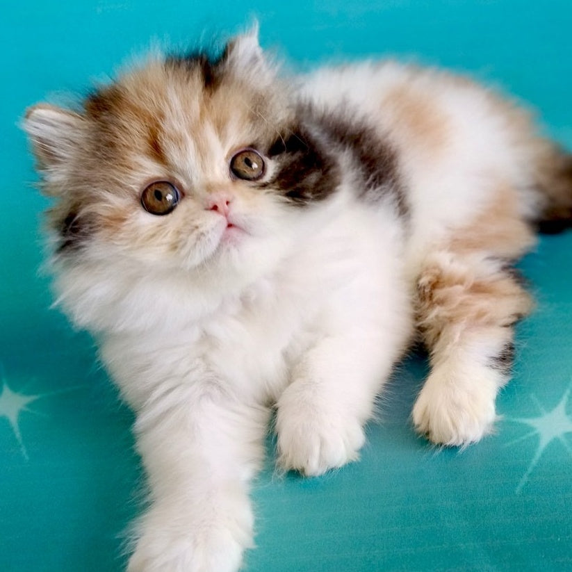 Nora Persian female, black tortie bicolour