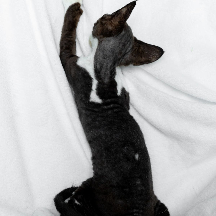 Princess Devon Rex female, black bicolour