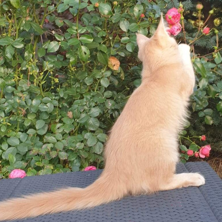 Hamilton Maine Coon male, cream ticked tabby