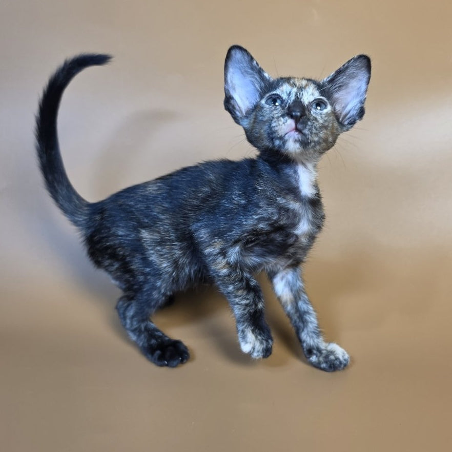 Fenja Oriental Shorthair female, black tortie