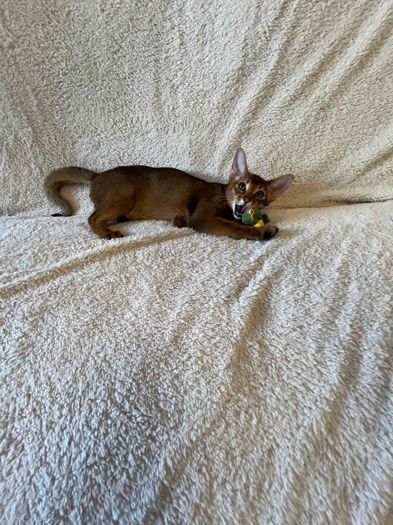 Boomer Abyssinian male black - live animals
