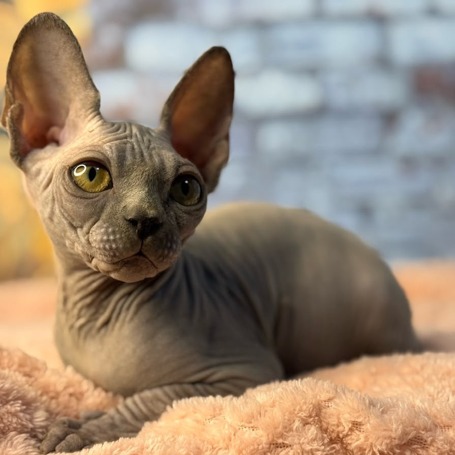 Gizmo Canadian Sphynx male, blue