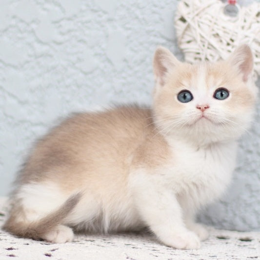 Celine British Shorthair female, blue golden shaded bicolour