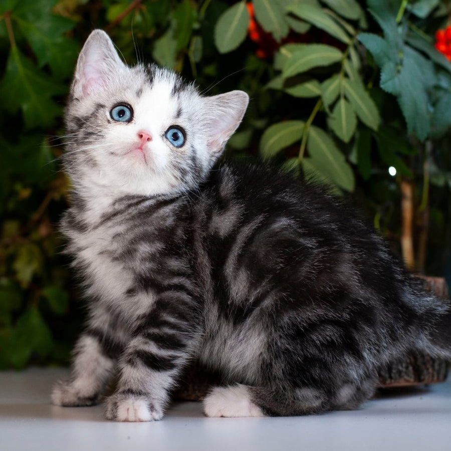 Yarilo British Shorthair male, black silver tabby