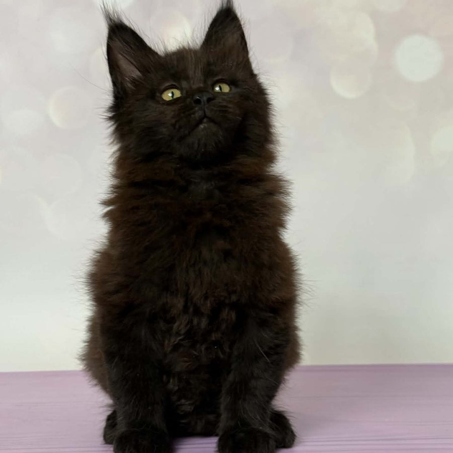 Fank Maine Coon male, black