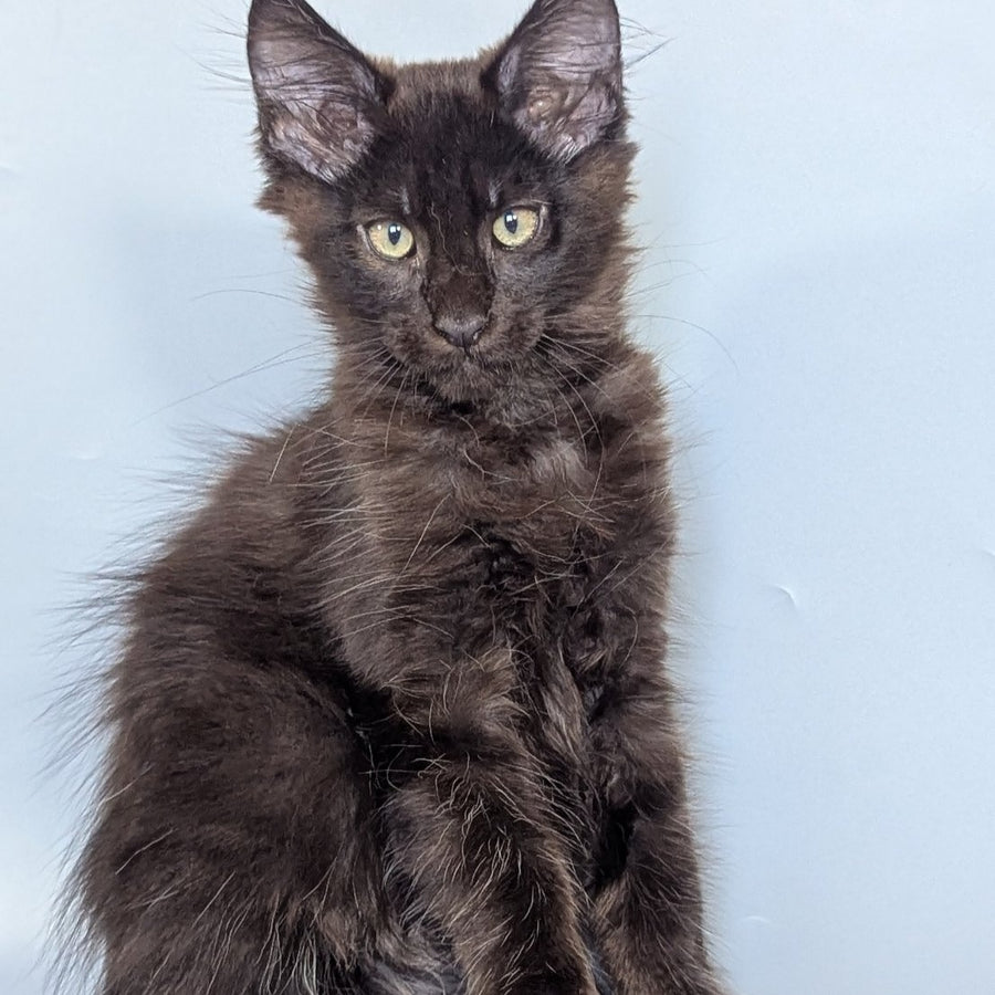 Karat Maine Coon male, black silver