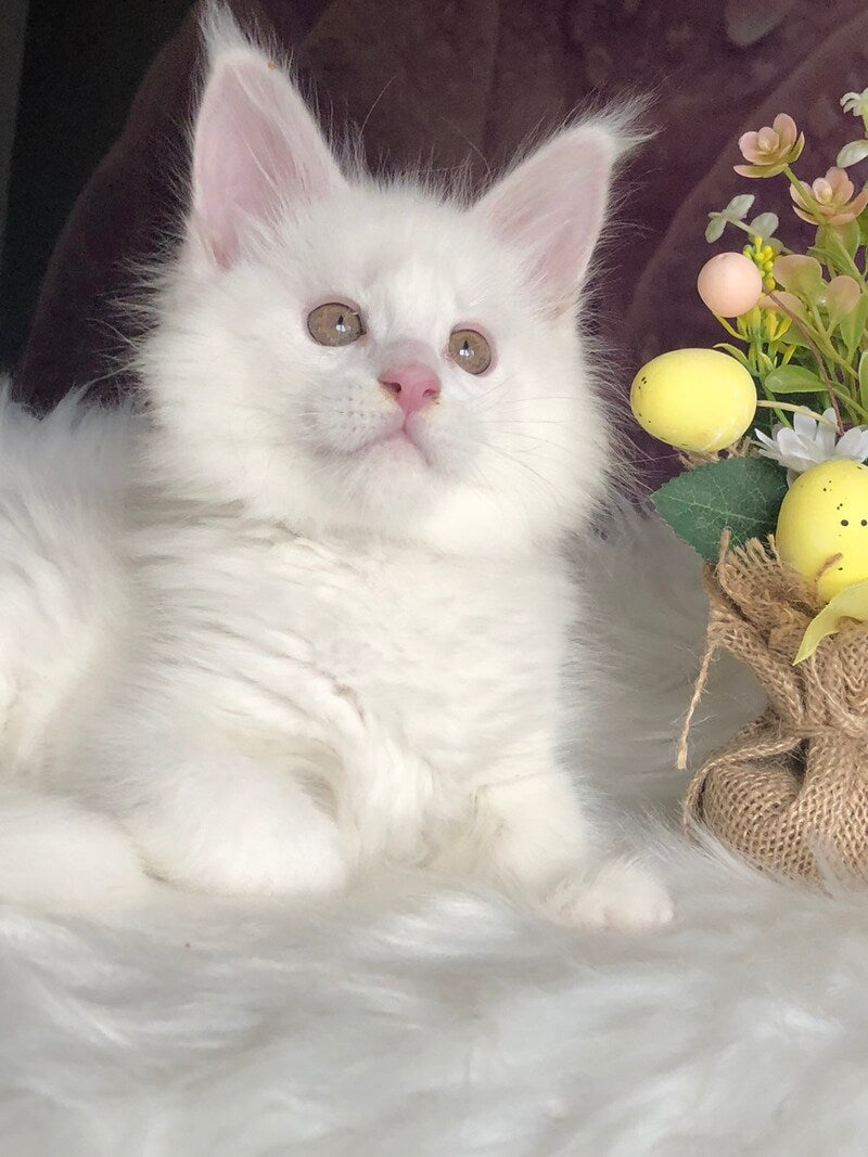 White Angel Maine Coon male white - live animals