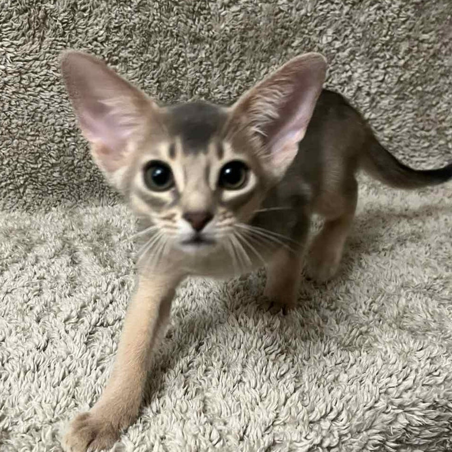 Henri Abyssinian male, blue
