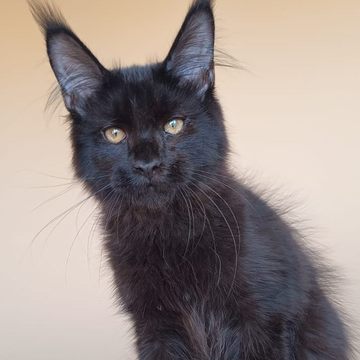 Dallas Maine Coon male, black